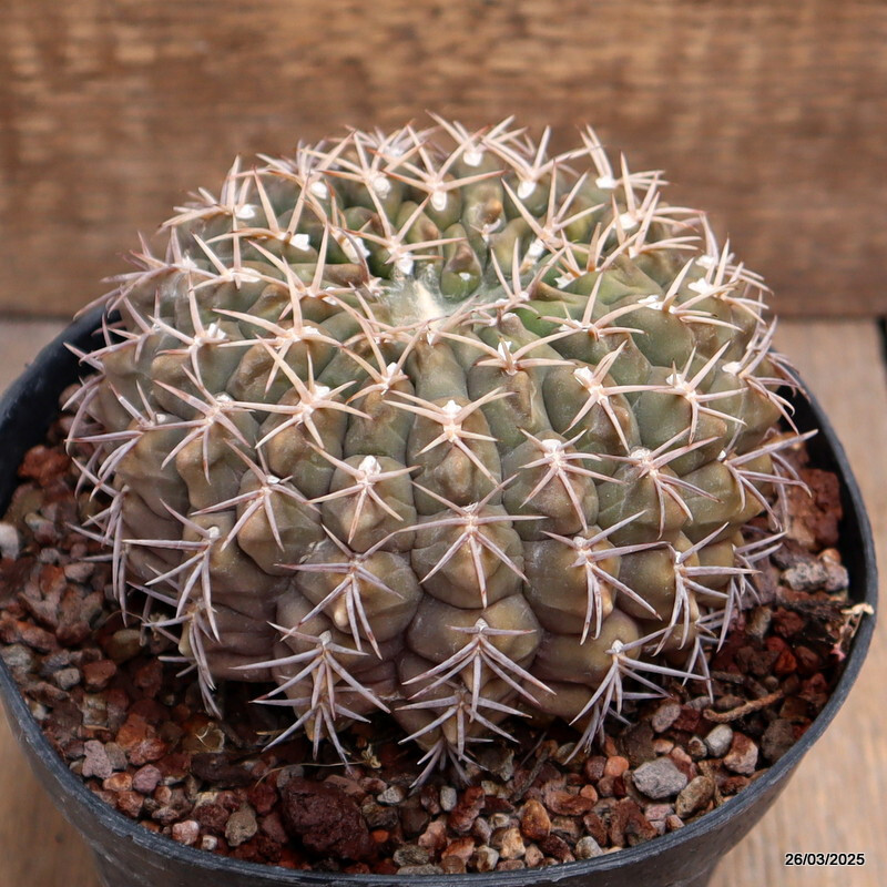 A2163 GYMNOCALYCIUM SP. MONSTER pot14-H8-W11 cm MaMa Cactus