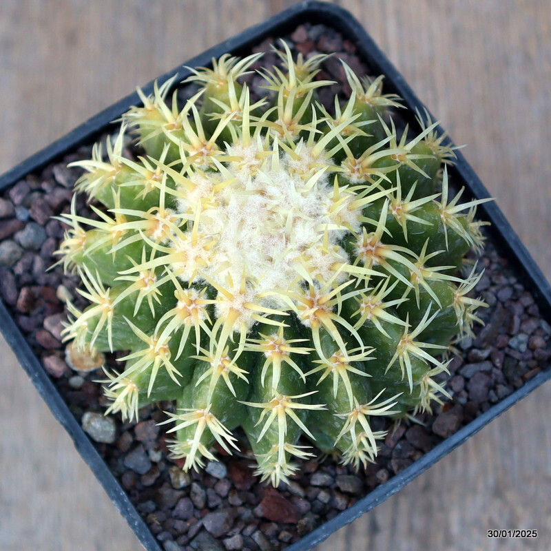 A9299 ECHINOCACTUS GRUSONII BREVISPINUS pot10-H8-W9 cm MaMa Cactus WHITE SPINES