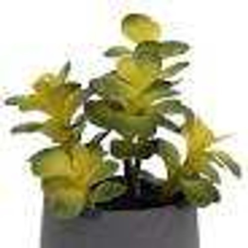 Set of 2 Allen + Roth Artificial Potted Jade Plant 10 Inch Model 961134