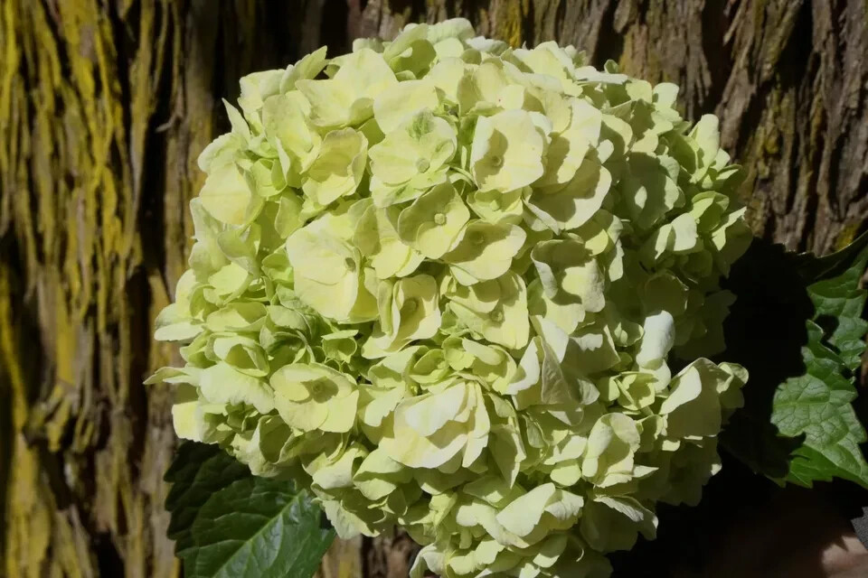 Fresh Real Cut Hydrangea Lime Green 35 Stems – Make your own bouquet – gift