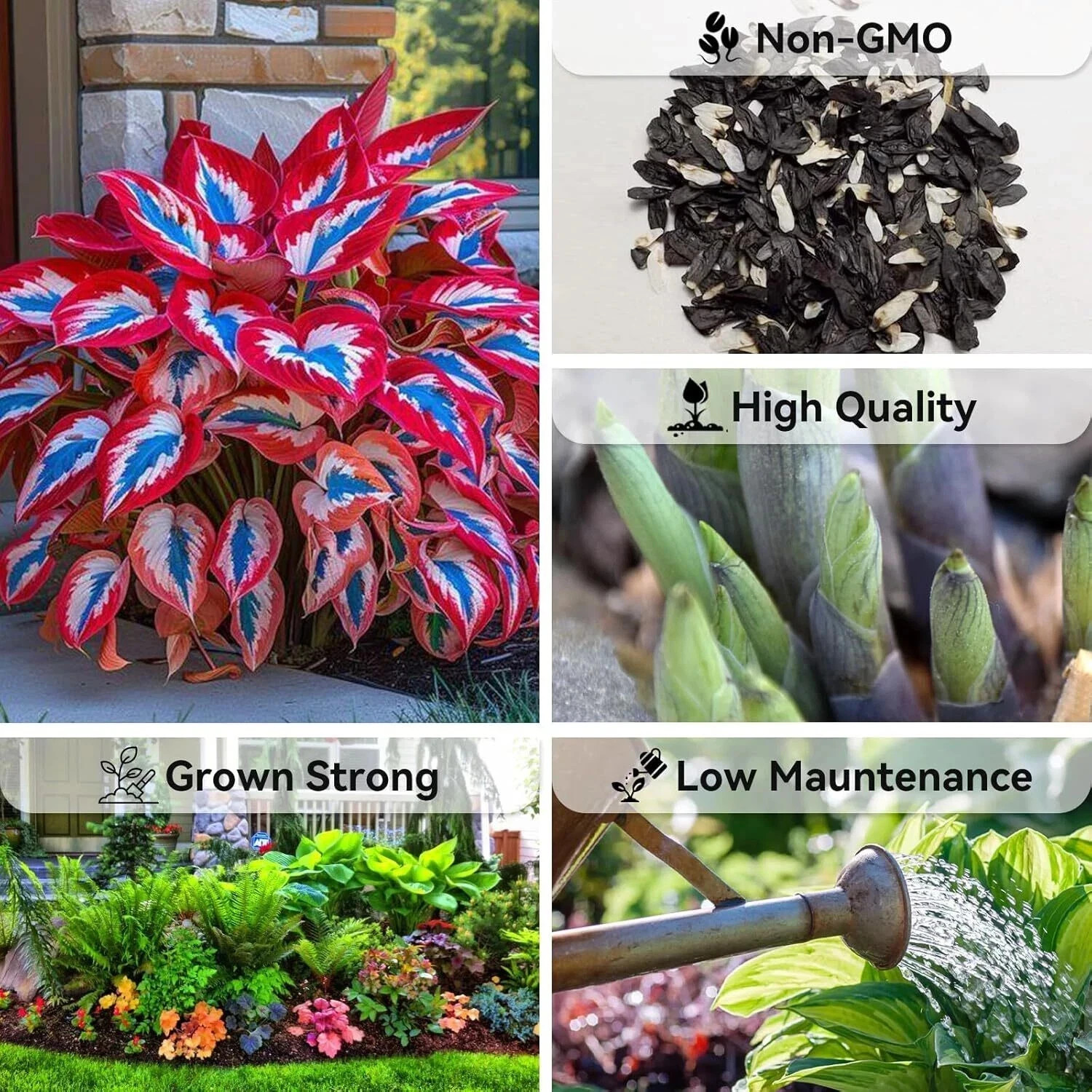 Hosta Seeds – 100 Rare White& Red Hosta with Blue Variations – Perennial Plants