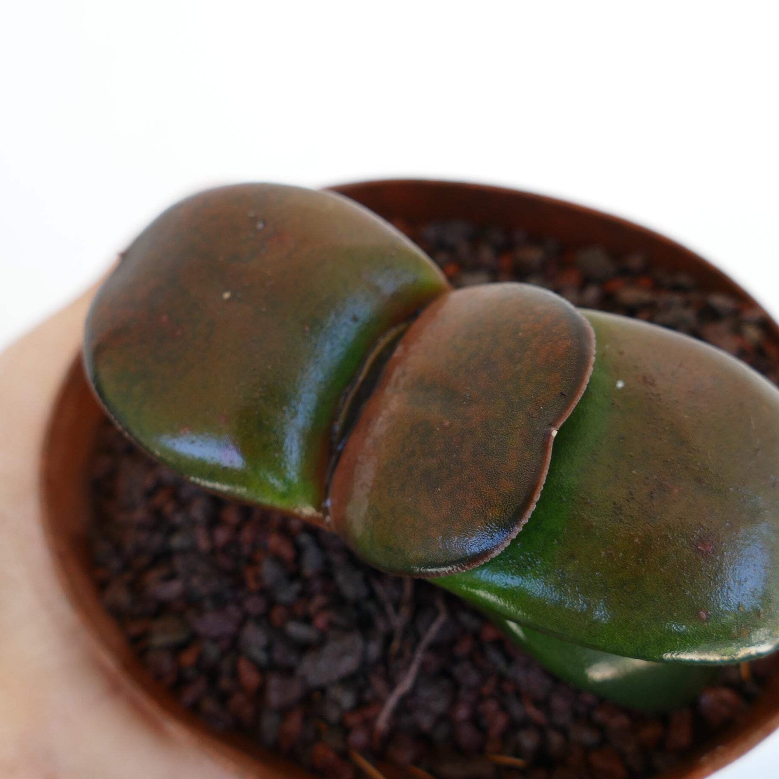 Gasteria pillansii cv 滑らか肌 BROWN FORM – Namaqua gasteria | Pillans’ gasteria