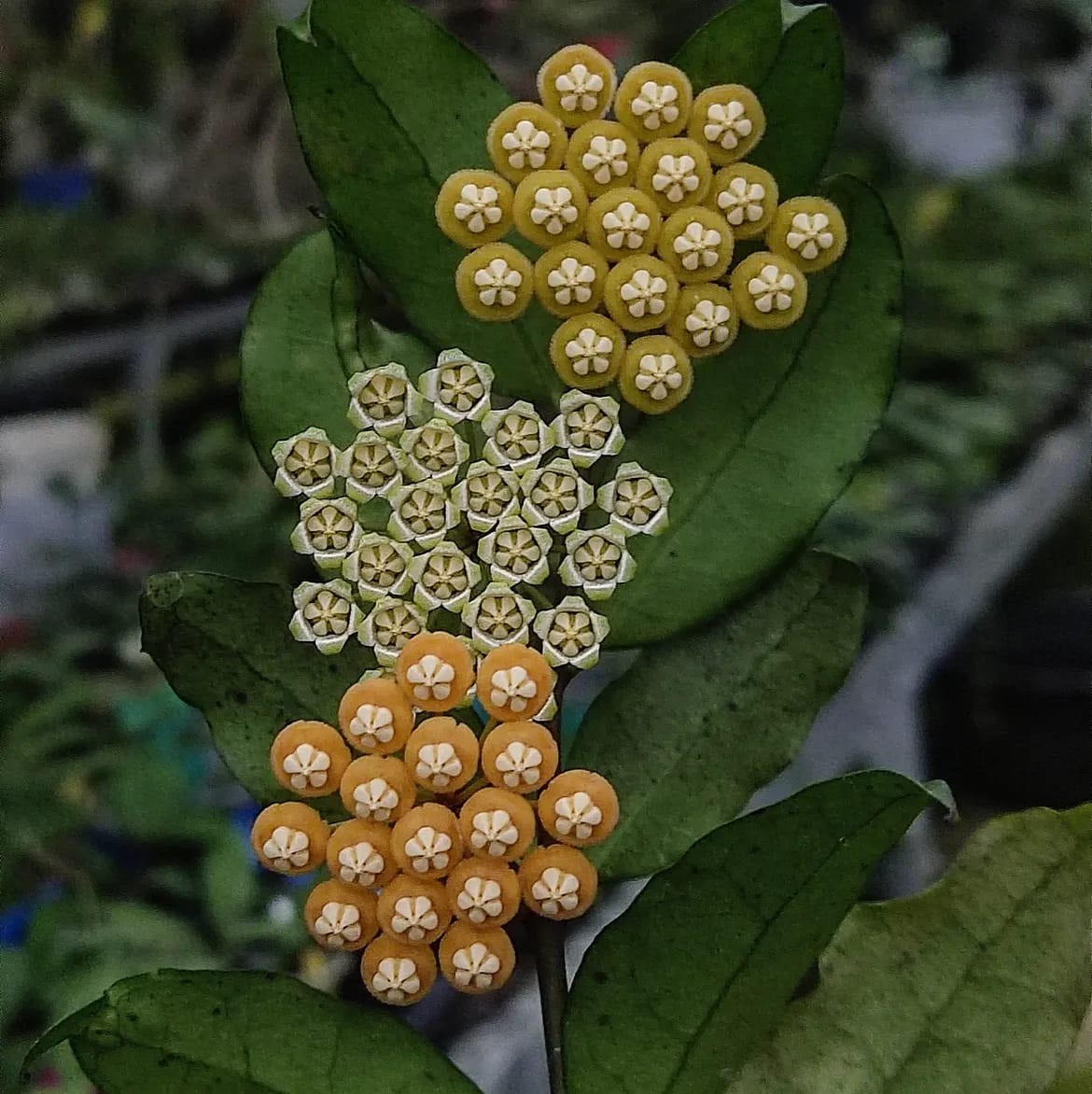 Hoya Sp Jatim ‘East Java’ Rare Tropical Wax Plant