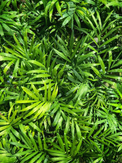 Parlor Palm in 4″ Pot – Chamaedorea elegans – Neanthe bella | Live plant