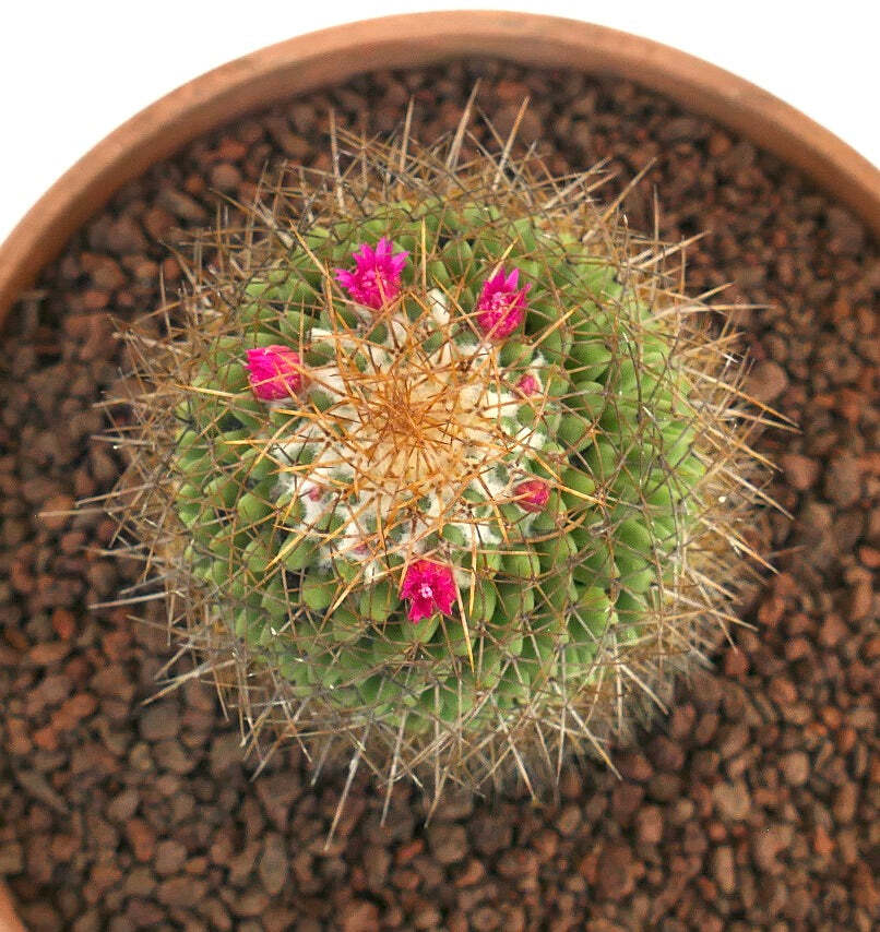 Mammillaria parkinsonii REP 2363 Pena Miller, Querétaro, Mexico –