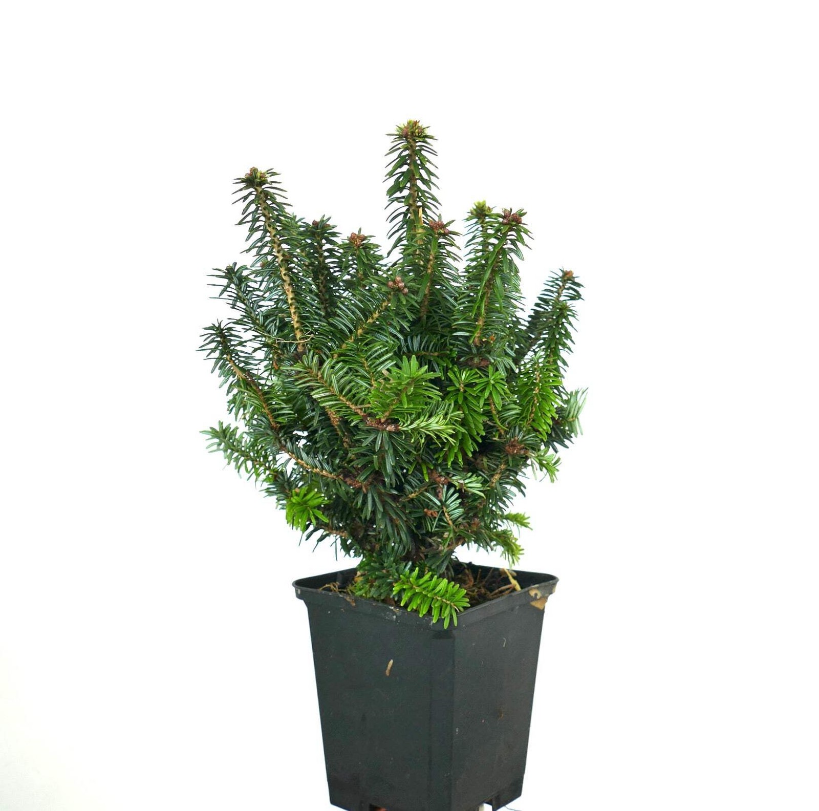 Abies balsamea – balsam fir | Canada balsam | blister fir