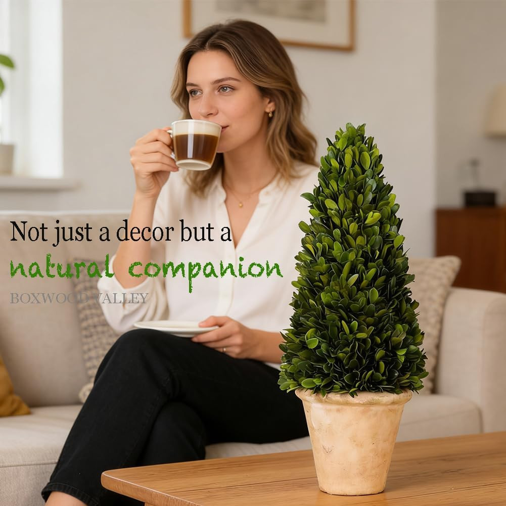 Real Preserved Boxwood Evergreen Potted Tree Globe Tree Topiary in Terracotta Pl