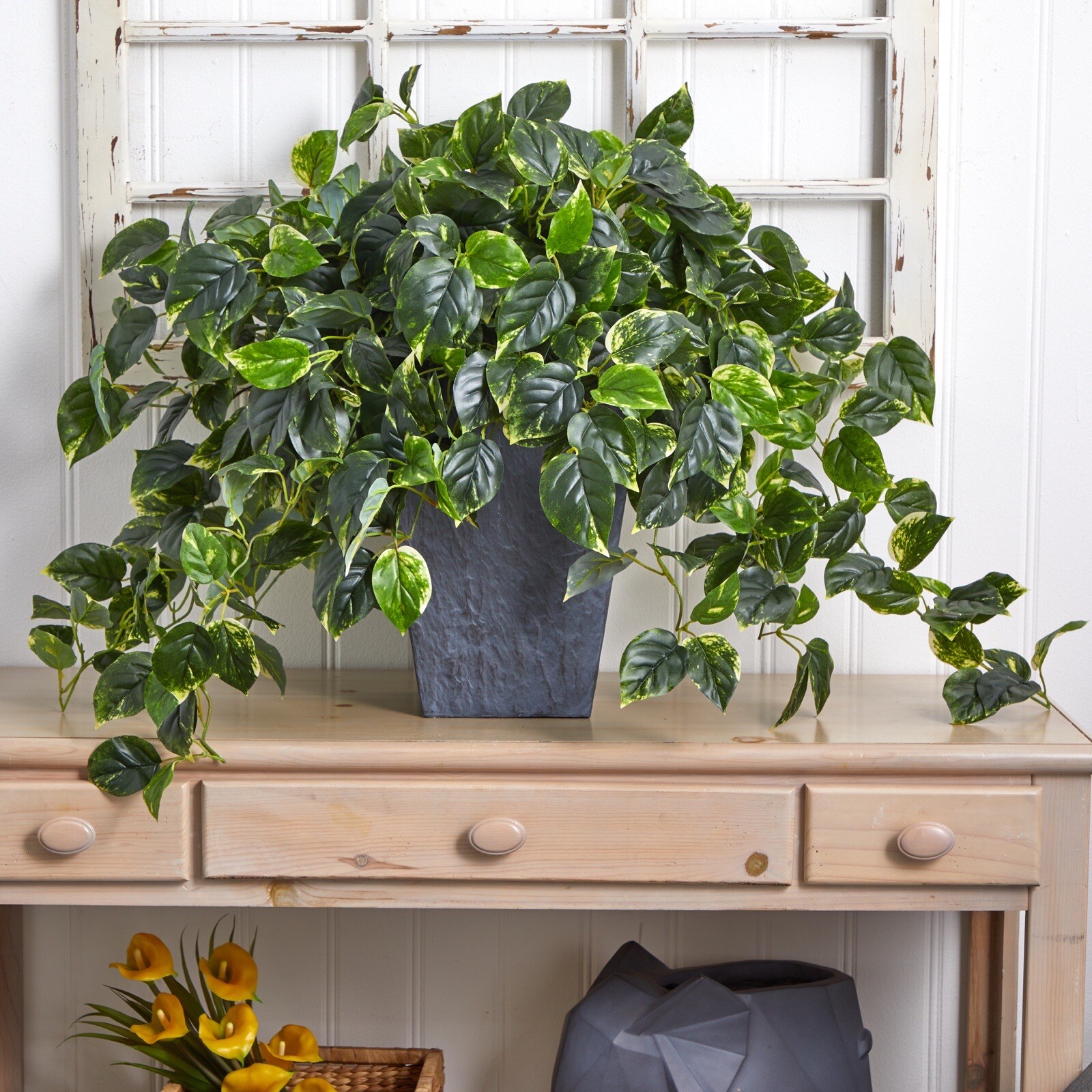 29” Hanging Pothos w/585 lvs in Slate Planter UV (Indoor/Outdoor). Retail $209