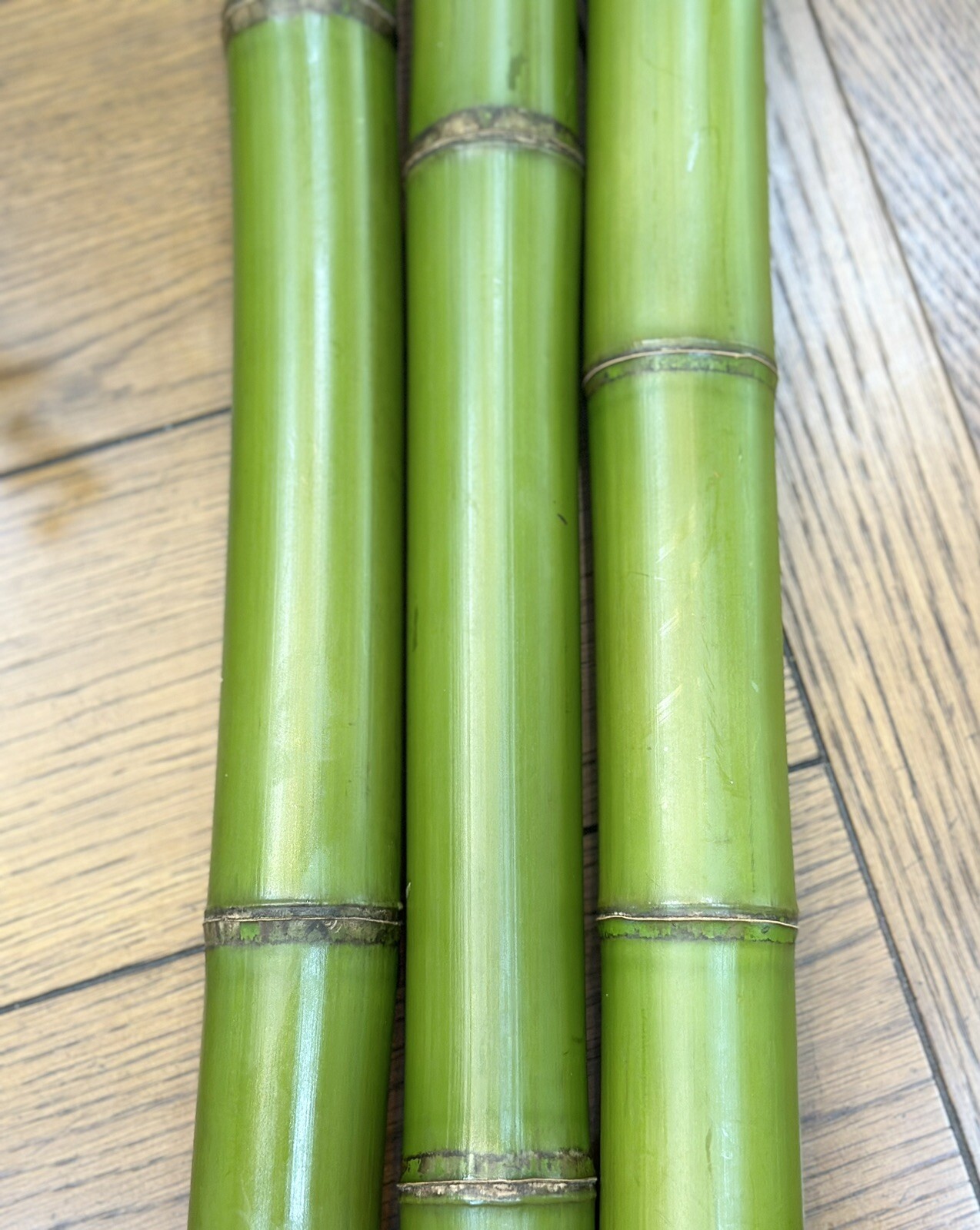 2” diameter Fresh Cut Natural Bamboo For Decor (You Choose Length) 1ft – 8ft