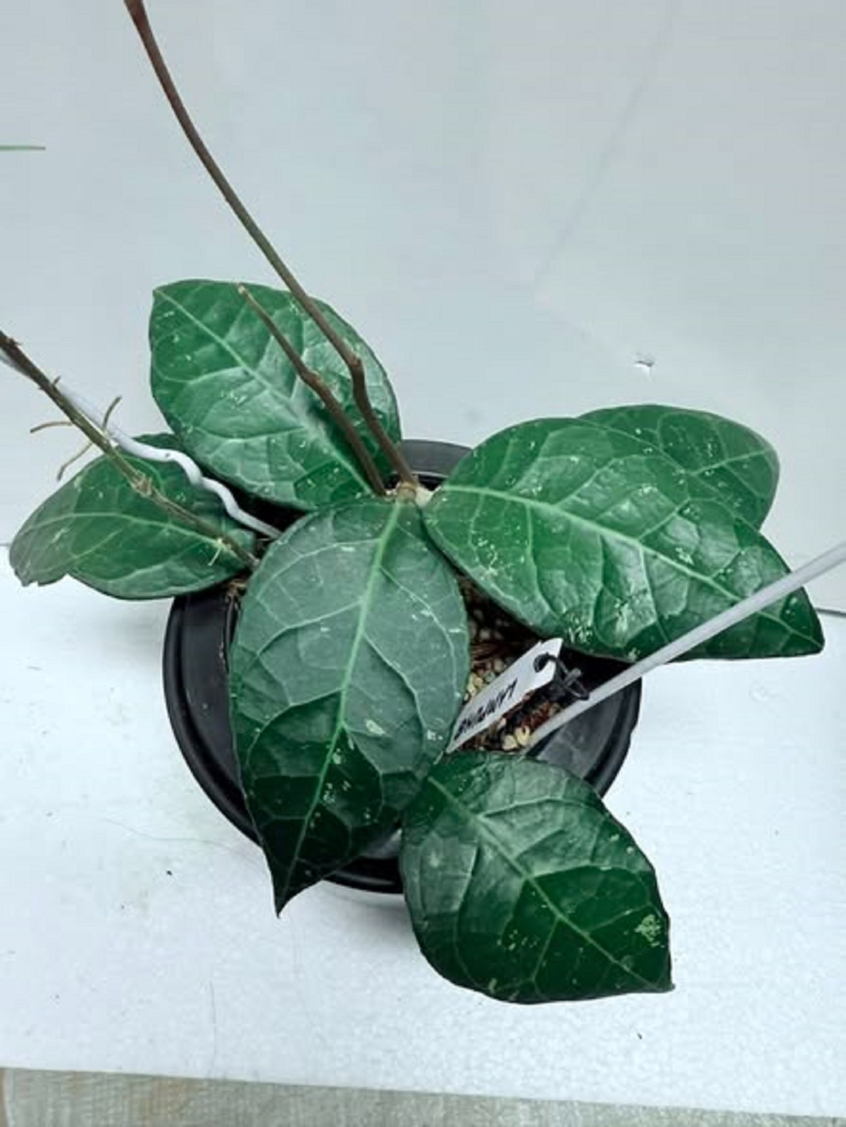 Hoya sp Lampung Rare Hoya Plant Exotic Tropical Vine Collector’s