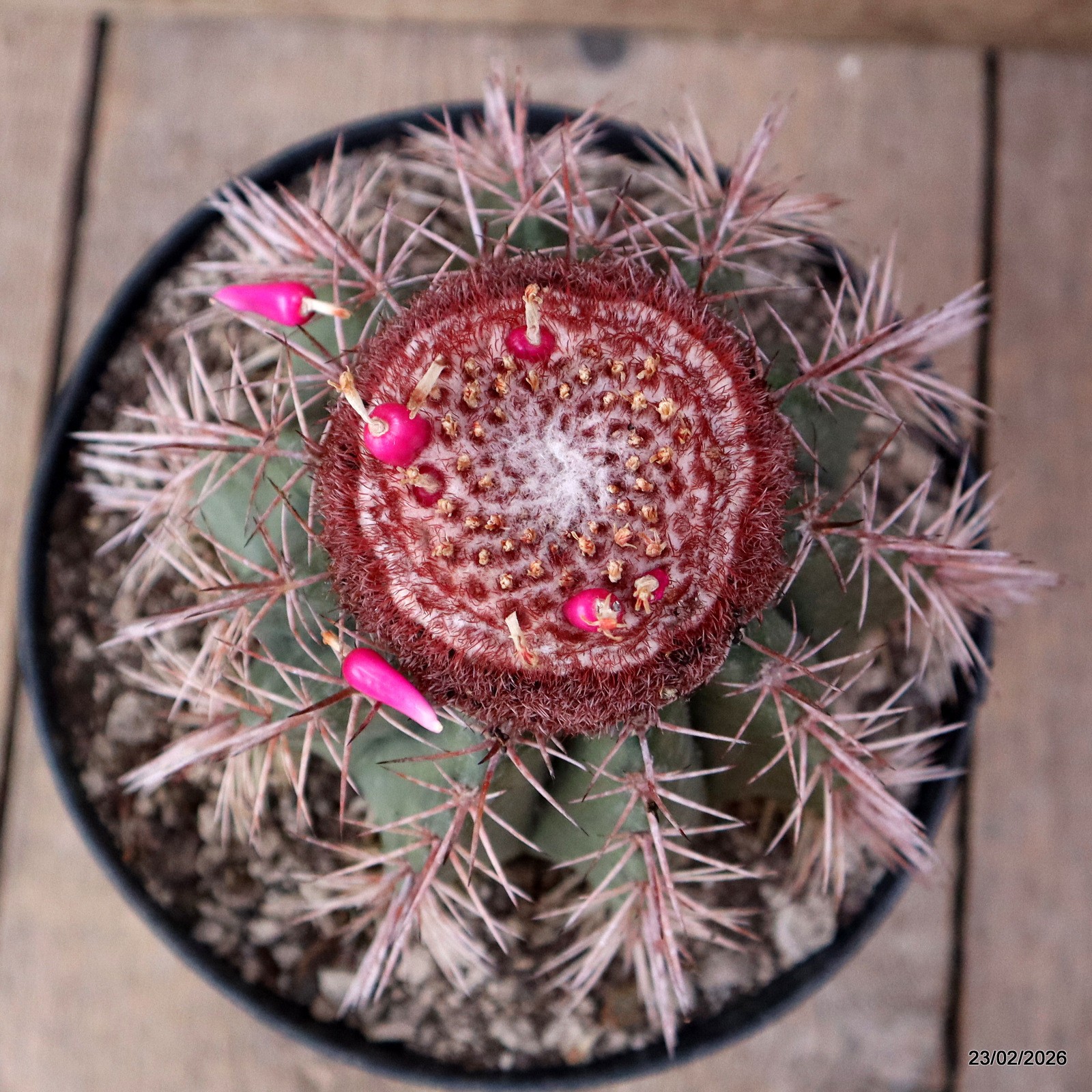 D7898 MELOCACTUS BAHIENSIS pot18-H14-W13 cm MaMa Cactus