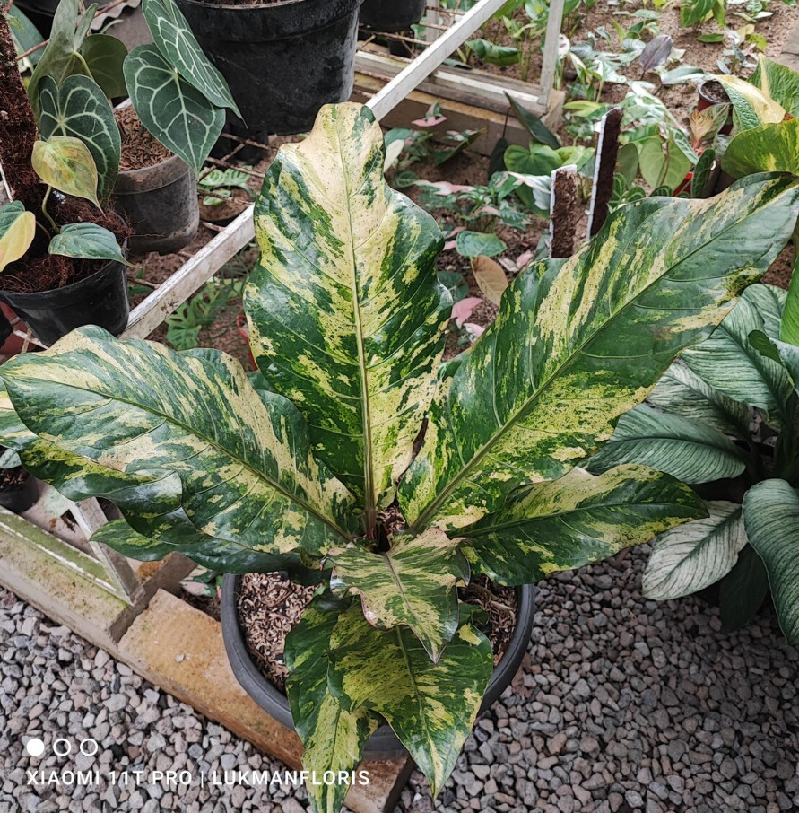 Anthurium Hokeri Variegated Big Size Real Picture Rare Plant