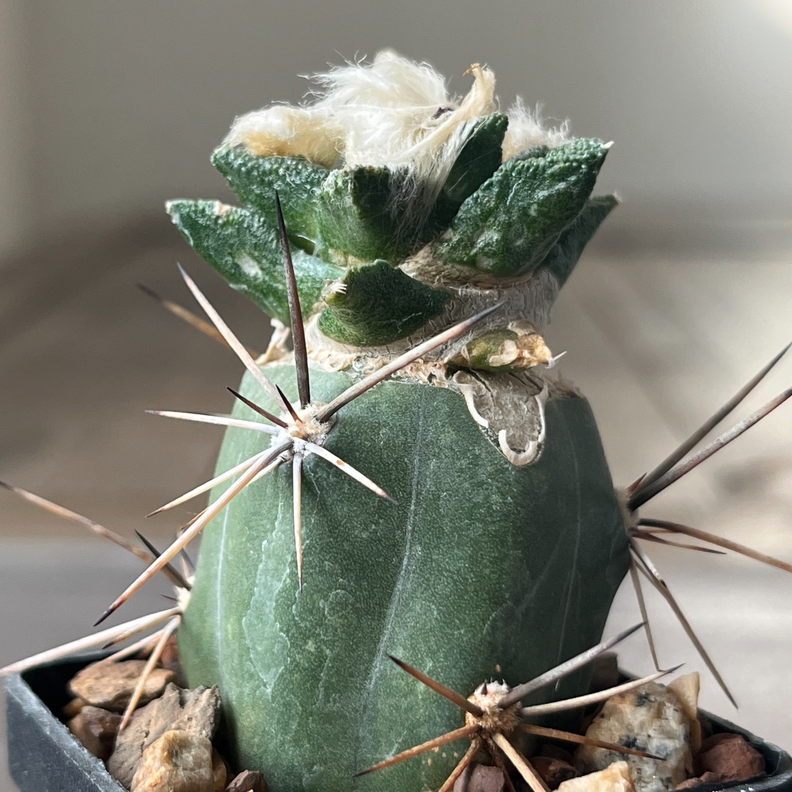 A8-696 Cactus bravoanus VM288, El Nunes, 4 pieces (Grafted)