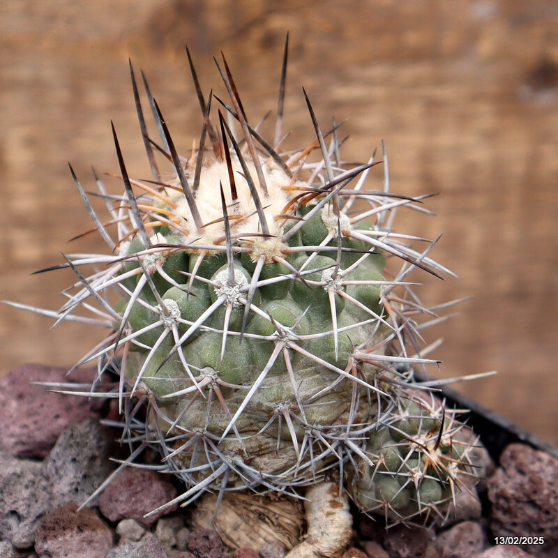 D3764 COPIAPOA CALDERANA pot10-H8-W7 cm MaMa cactus