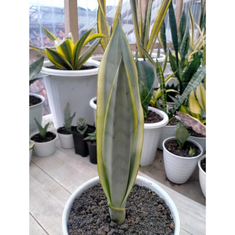 Sansevieria Laurentii Silver (Stover) Rare Snake Plant Live Exotic Plant PL083