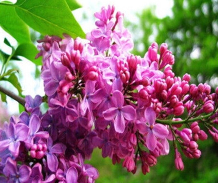 (10) LILAC SEEDS perennial flower rare exotic garden bed plant USA SELLER TRACK
