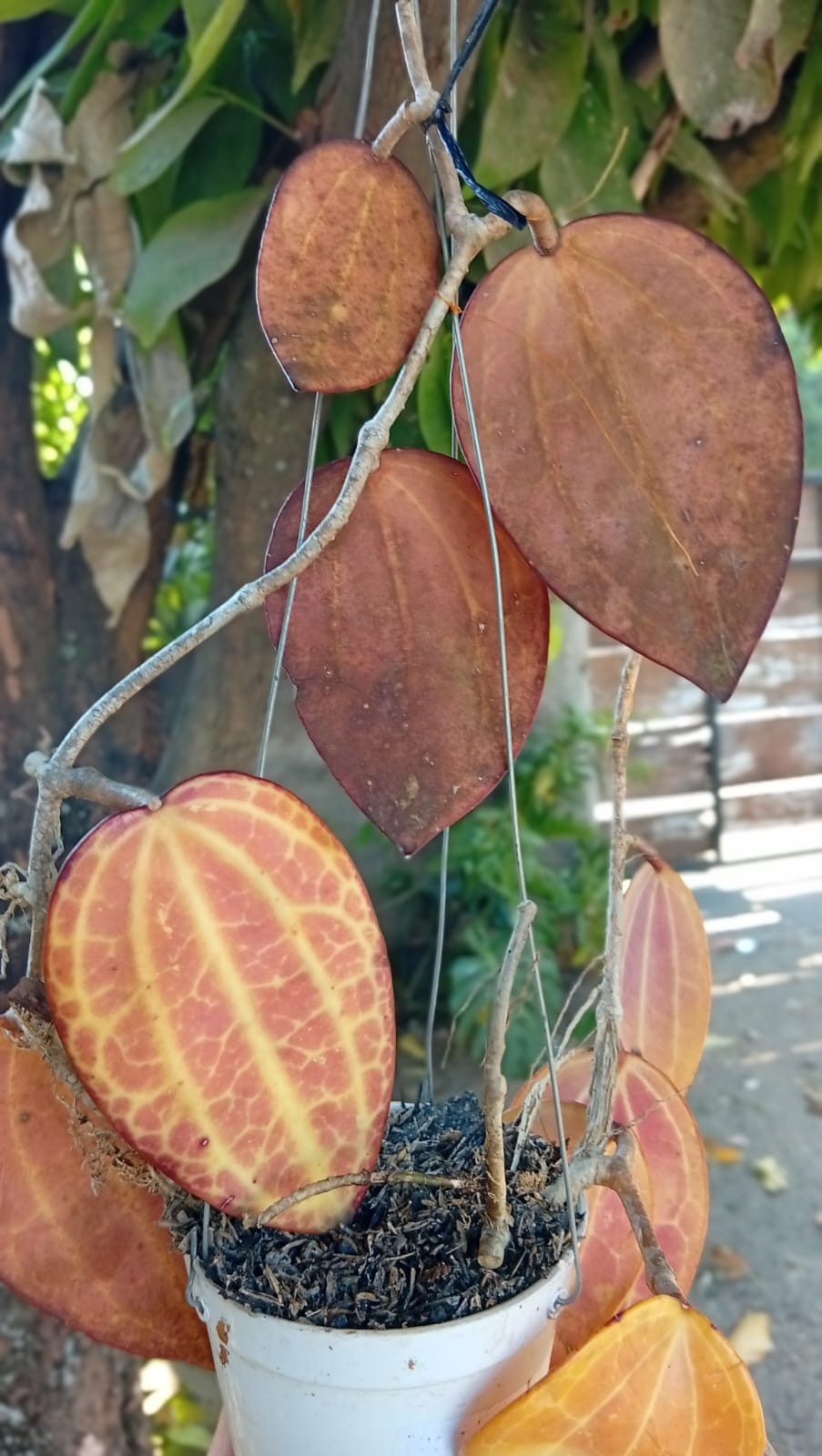 Real Picture Hoya Macrophylla Super Red Sp Borneo Rare Tropical Waxx Plant