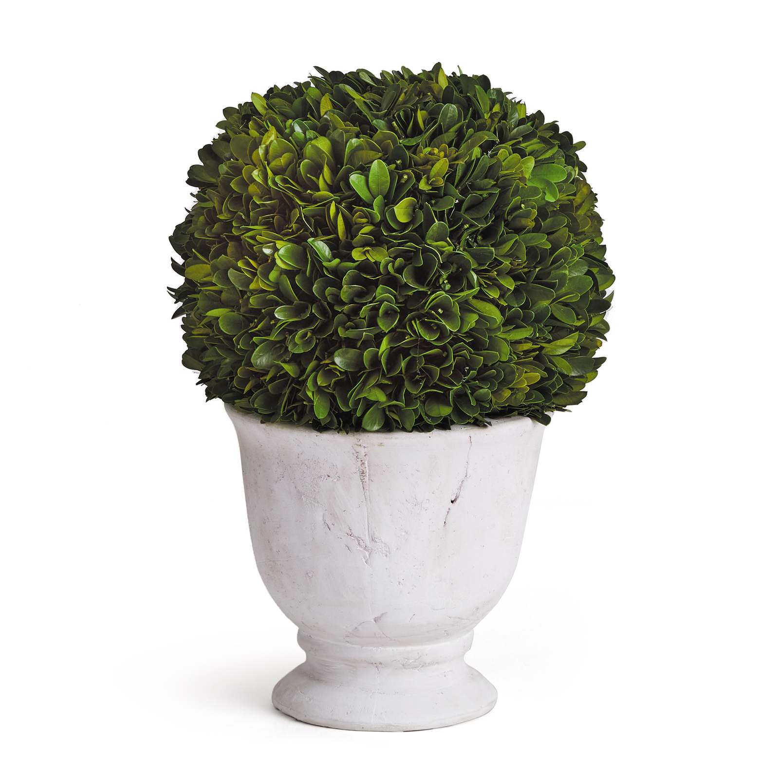 Elegant 12in Ball Sphere Topiary in Pot Preserved Boxwood Greenery English