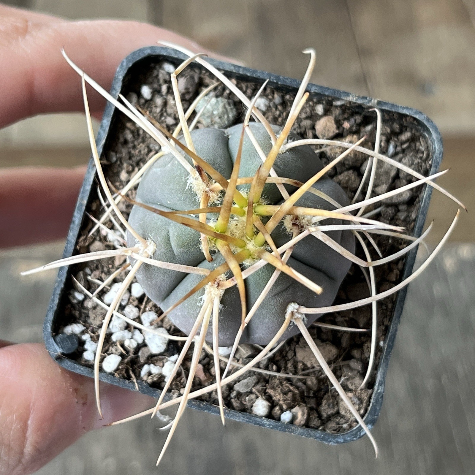 A12-495.G.cardenasianum, own root