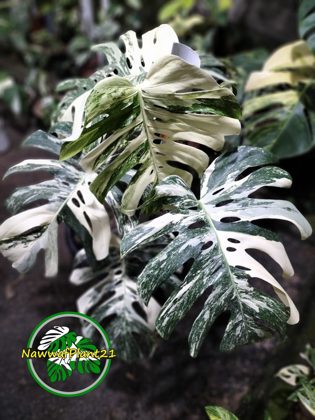 New Monstera Albo White Tiger Variegated Size Large Real Picture