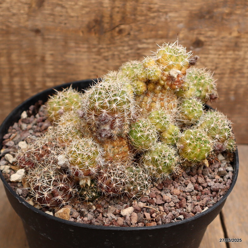 A9963 GYMNOCALYCIUM SP. pot18-H11-W19 cm MaMa Cactus