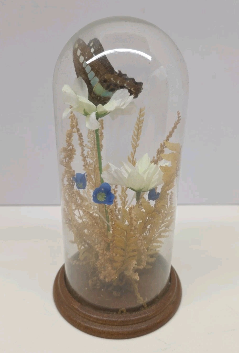 Vintage Real Butterfly & Daisy Flowers Under Glass Dome Wood Base Taiwan 7.5″