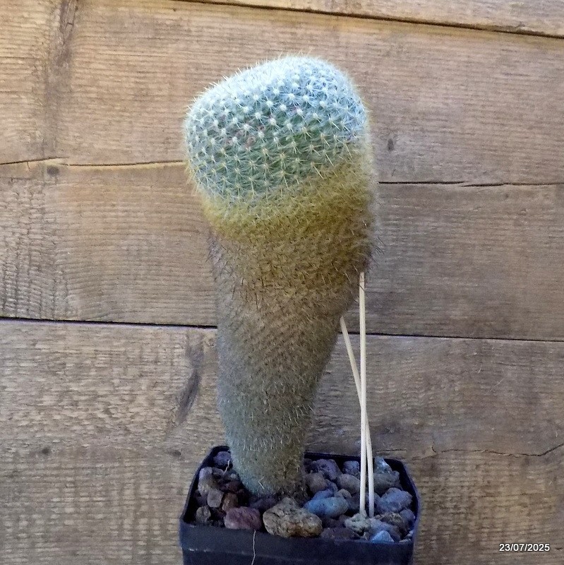 D5448 MAMMILLARIA ELEGANS pot14-H32-W11 cm MaMa Cactus