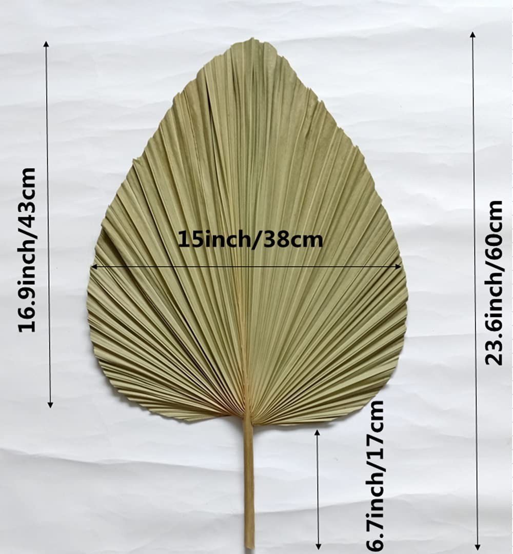 23″ H x 15″ W Giant Tropical Dried Palm Leaves Large Palm Fan Leaves for Wedd…