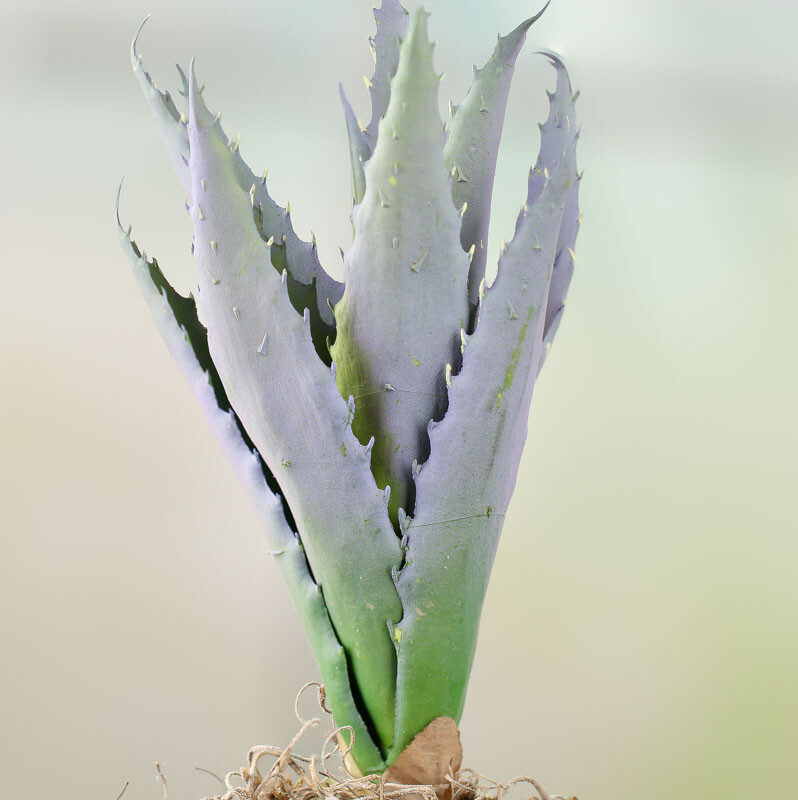 Artificial Aloe Plant Picks