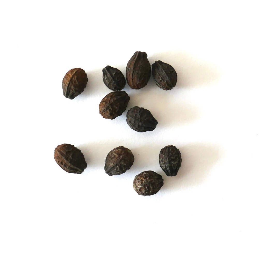 Mirabilis jalapa HYBRIDS SEEDS – Four o’Clock | Marvel of Peru
