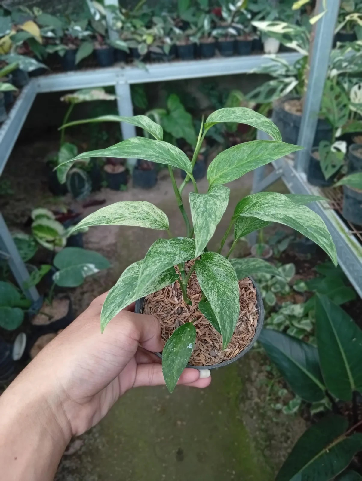 Real Picture Epipremnum Hanoman Mint Variegated Lush Leaves
