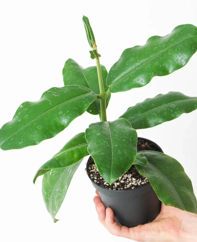 Hoya Imperialis Red Rare Plant