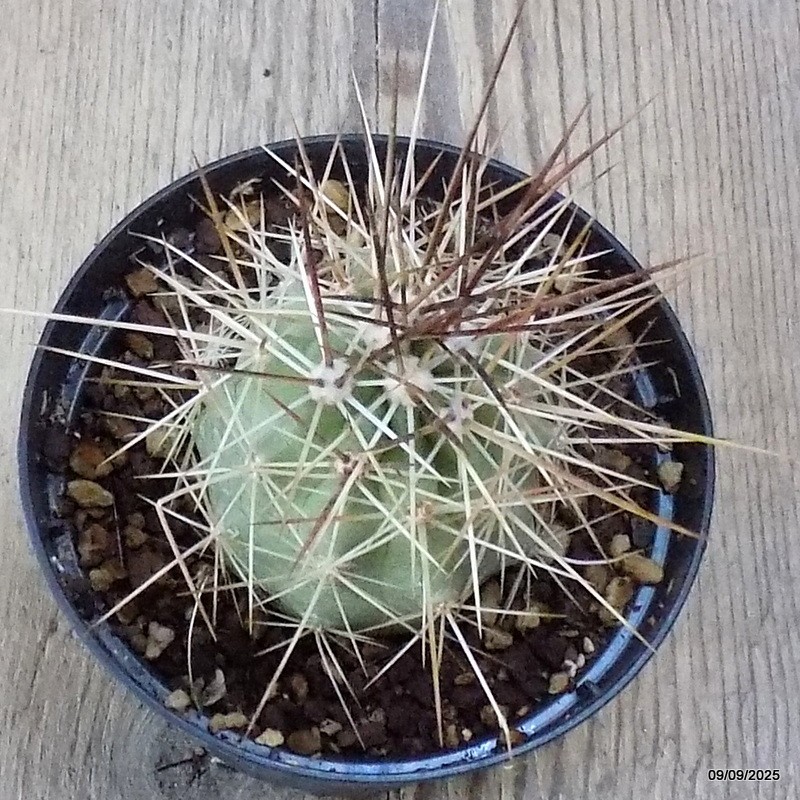 D6351 ECHINOCEREUS ENNEACANTHUS V. SARISSOPHORIS pot10-H8-W6 cm MaMa Cactus