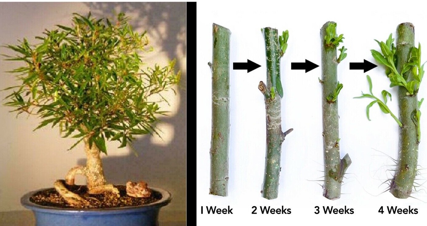 Bonsai Globe Willow Thick Trunk Cutting – Exotic Bonsai Beauty