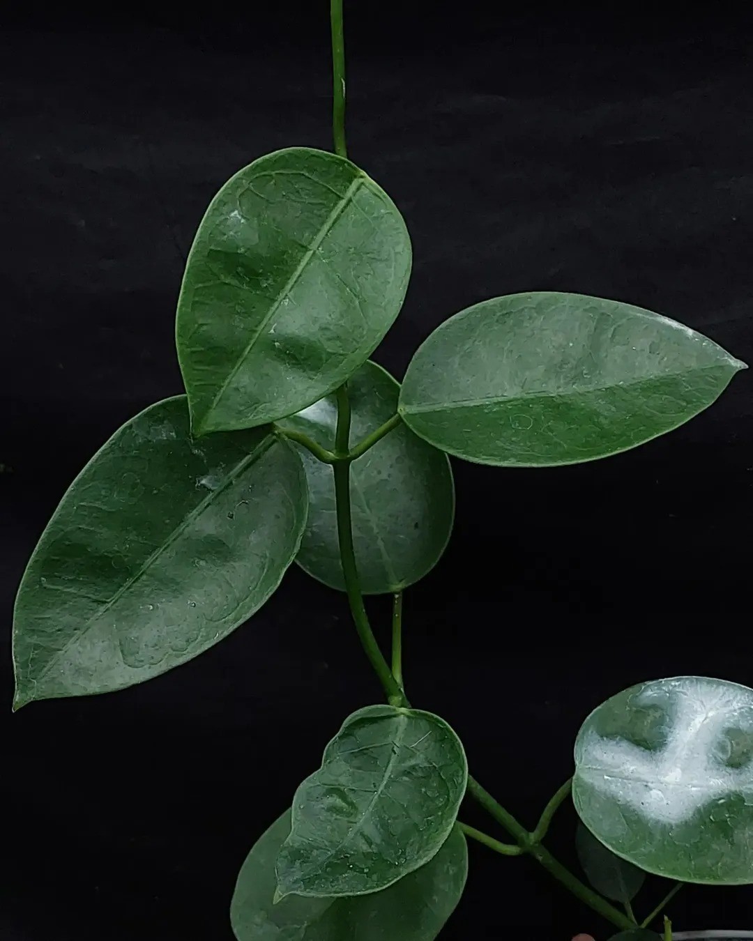 Hoya Sussuela Rare Tropical Wax Plant