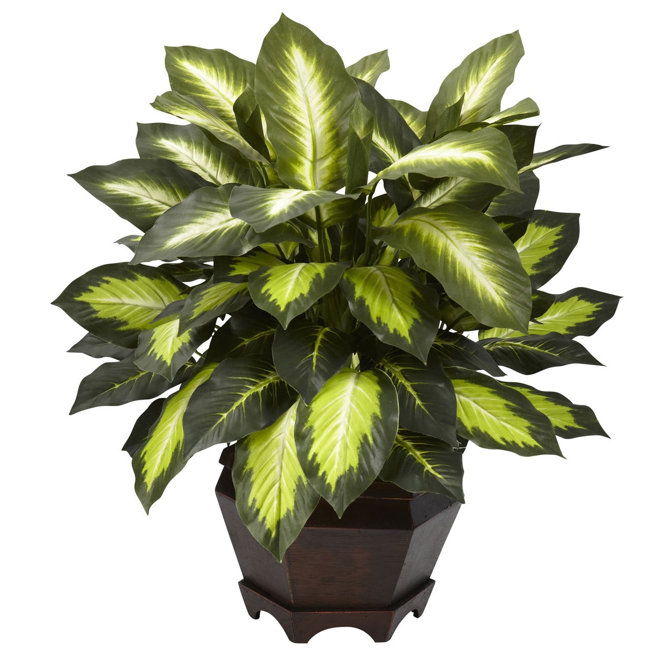 Triple Golden Silk Dieffenbachia w/ Wood Pot