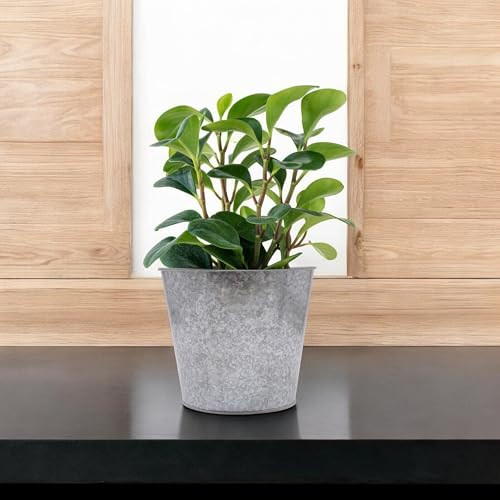 Set of 2 Galvanized Bucket/Pots with PVC Liner, 6.5″ Dia x 6″ H Ideal Gift