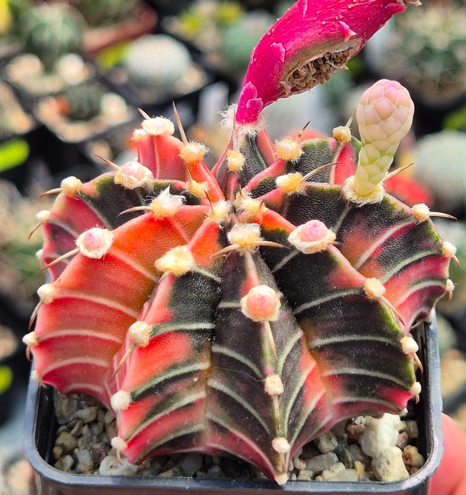 Gymnocalycium friedrichii LB f.variegata mix 20seeds harvest 2025