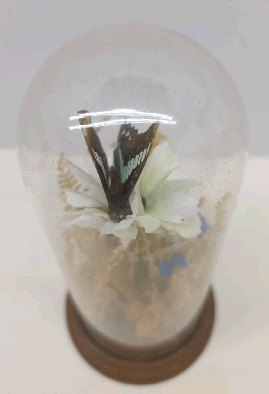 Vintage Real Butterfly & Daisy Flowers Under Glass Dome Wood Base Taiwan 7.5″