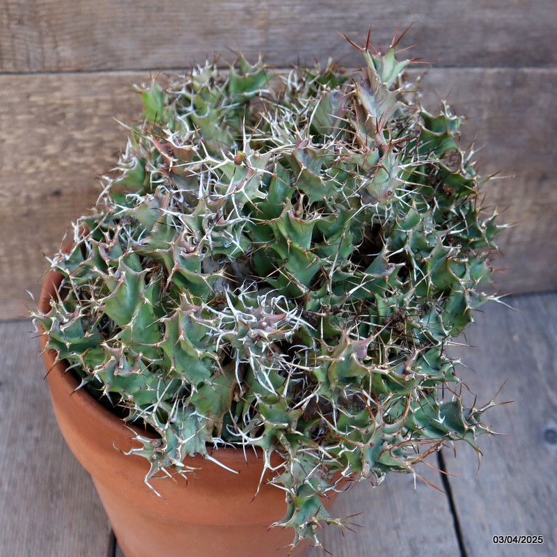 A1597 EUPHORBIA TORTIRAMA VERY OLD pot20-H21-W31 cm MaMa Cactus