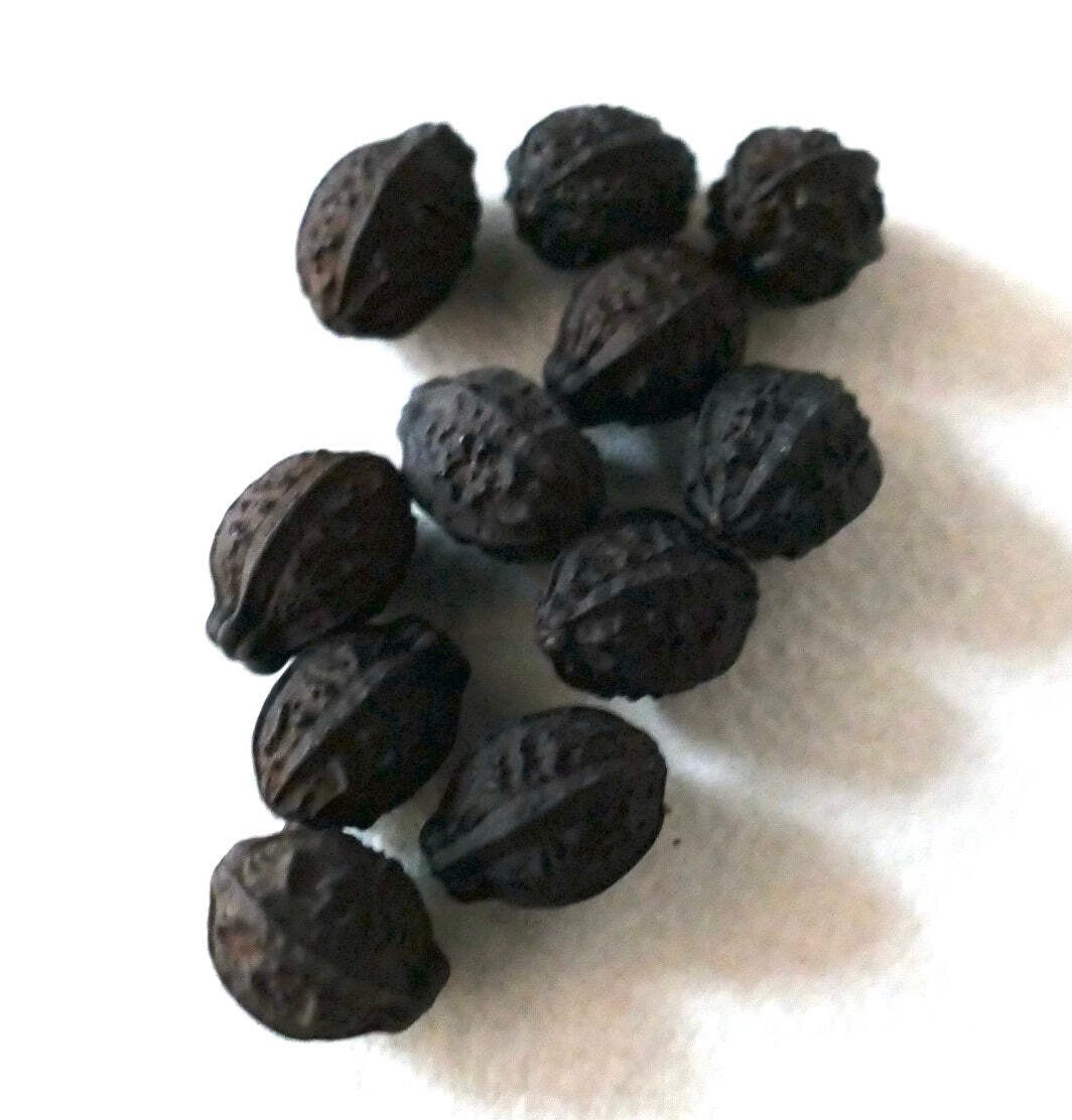 Mirabilis jalapa HYBRIDS SEEDS – Four o’Clock | Marvel of Peru