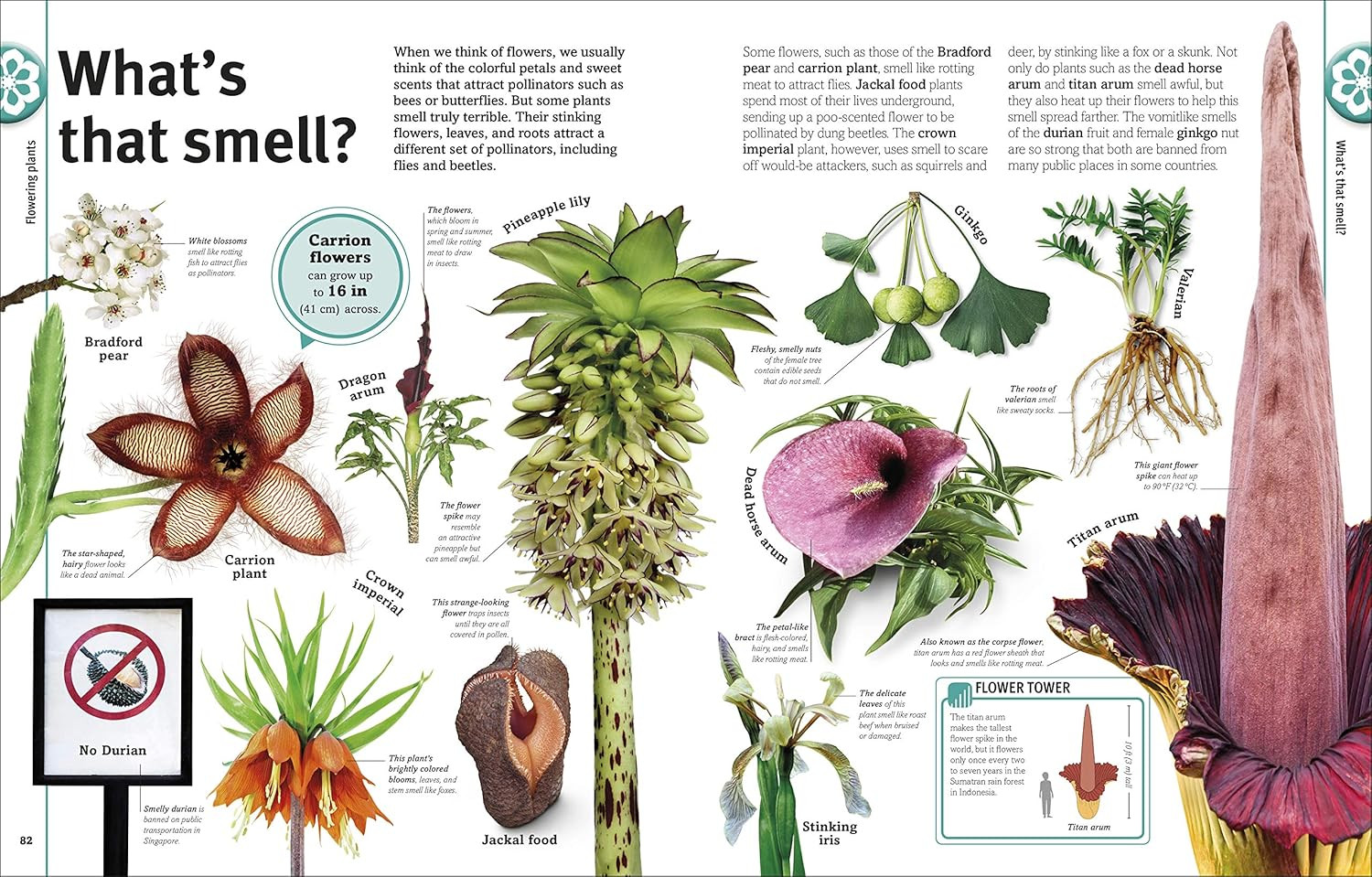 Trees, Leaves, Flowers & Seeds: a Visual Plant Encyclopedia for Kids (DK Our Wor