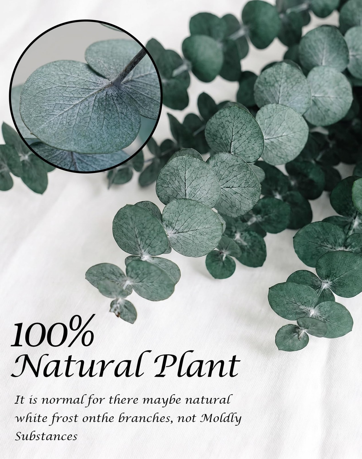48 Pcs Large Dried Eucalyptus Stems – Natural Eucalyptus Branches for Shower …