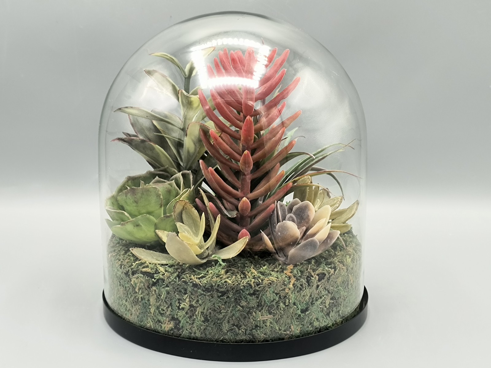 Terrarium Faux Succulents Arrangement In Glass Dome Atrium By Old Time Pottery