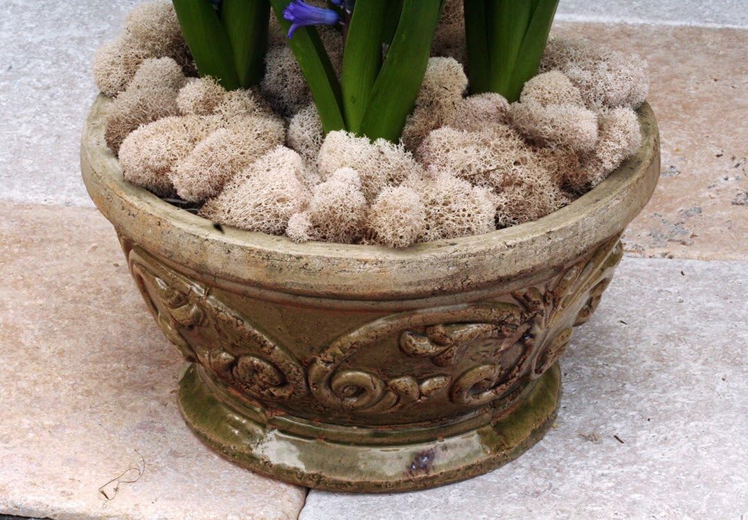 Natural Preserved Reindeer Moss, 120 cu in – Eco-Friendly Home Decor Essential