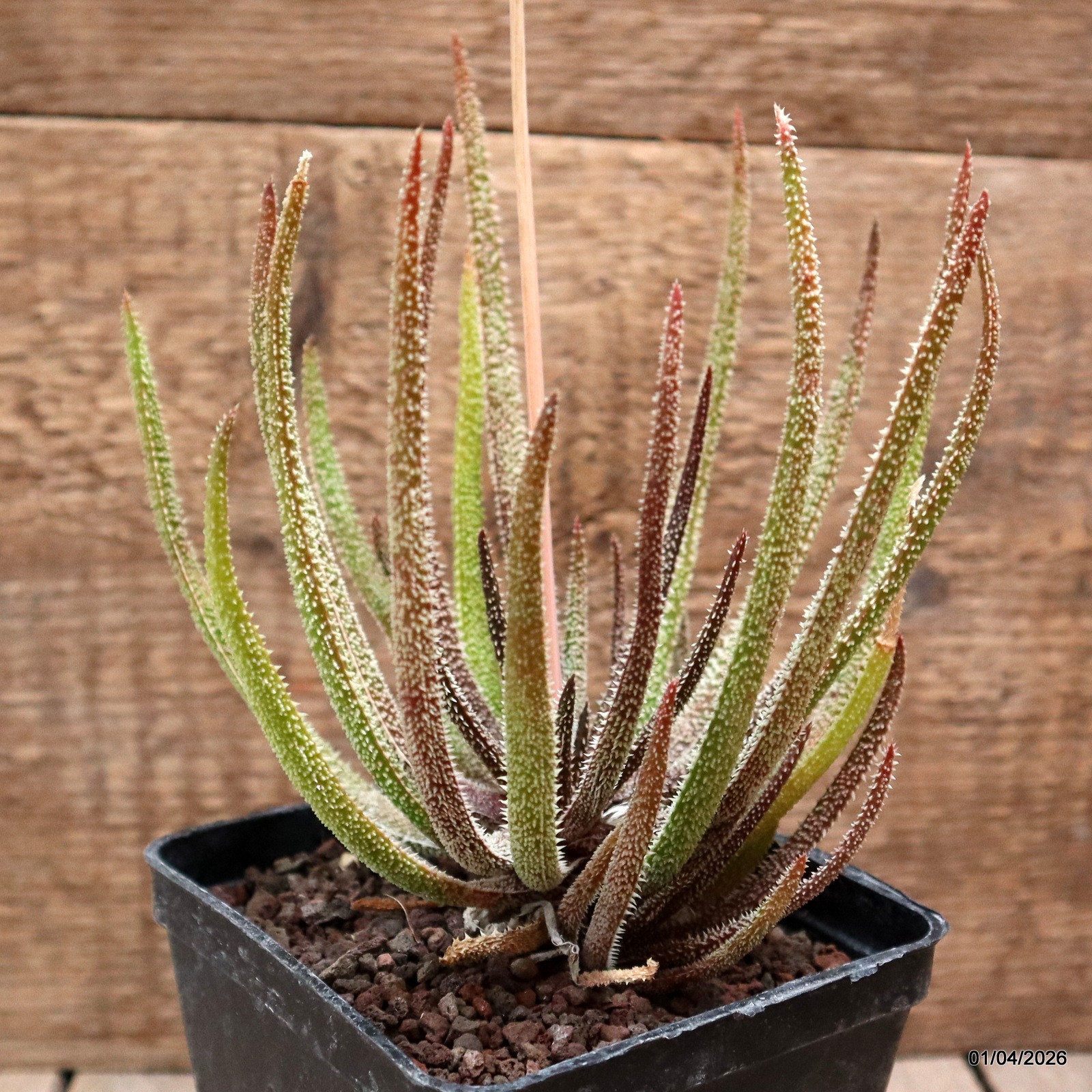 D8187 ALOE DELICATIFOLIA pot10-H16-W14 cm MaMa Cactus