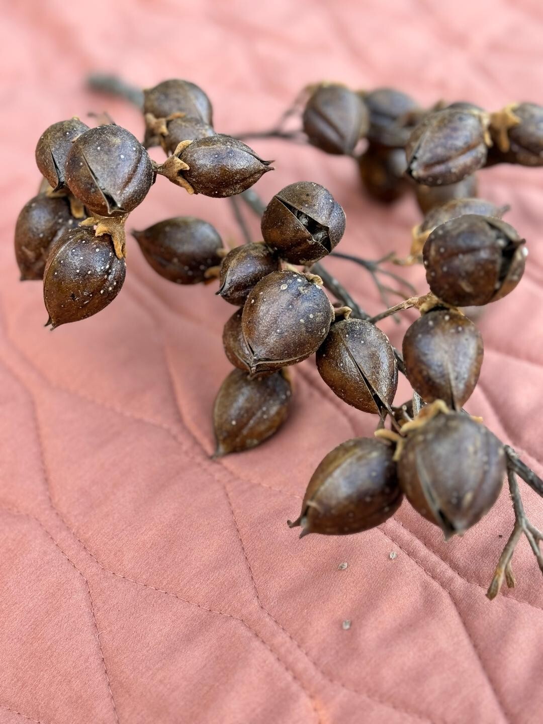 All natural dry seed pods for decoration, floral arrangements, wreaths, ornament