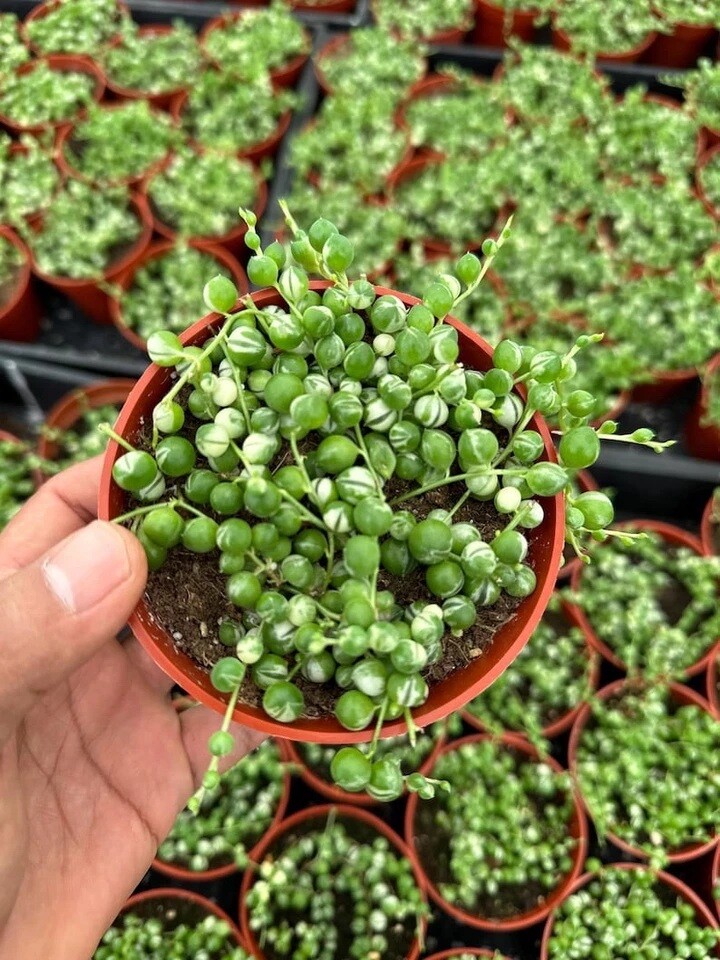Live Succulent String of Pearls Live Plant Fully Rooted in 4″ Pot with Soil