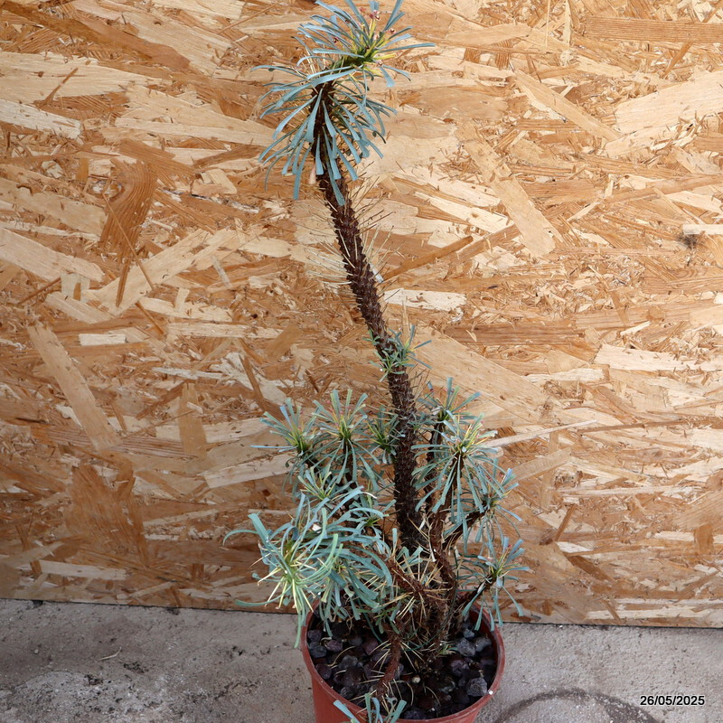 D2958 EUPHORBIA MULTIFOLIA pot20-H63-W26 cm MaMa Cactus
