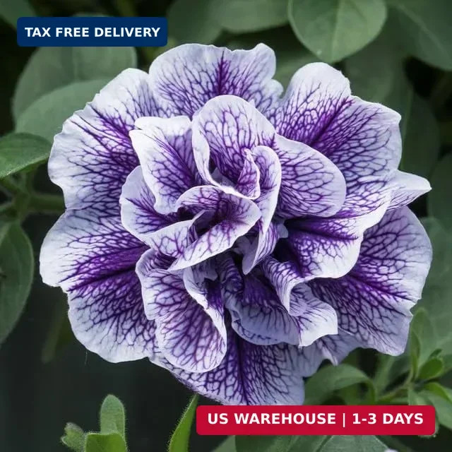 325+ Mix Petunia Flower Seeds for Planting-Petunia Hybrida Garden Flower Plant A